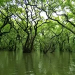 Beautiful Forests to Visit in Bangladesh