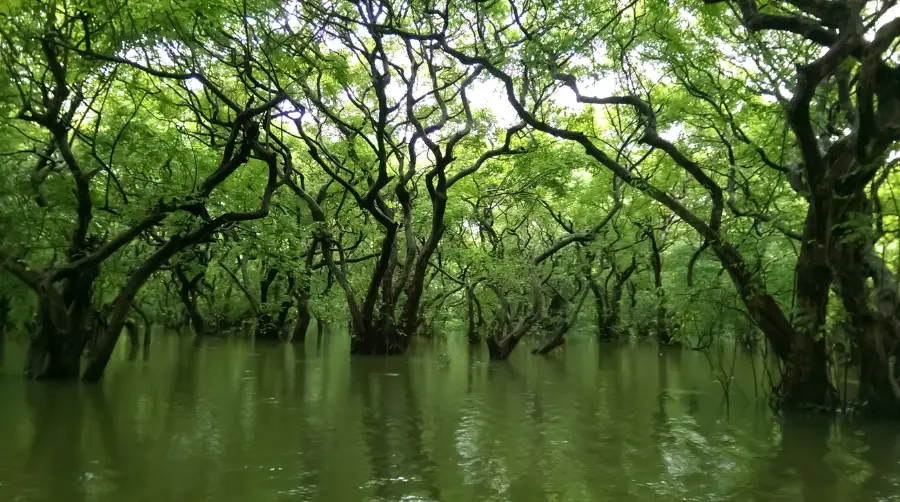 Beautiful Forests to Visit in Bangladesh